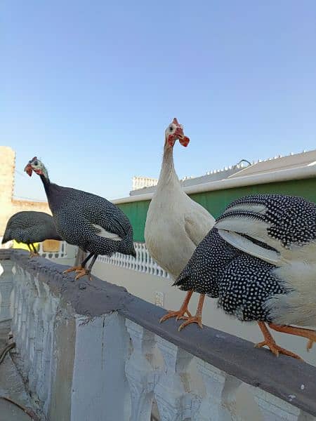 Ticher choker guina fowl breeding pair  healthy read to laying eggs 1
