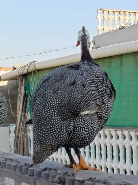Ticher choker guina fowl breeding pair  healthy read to laying eggs 2