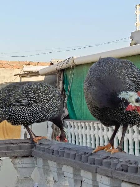 Ticher choker guina fowl breeding pair  healthy read to laying eggs 3