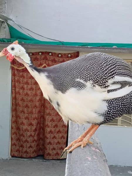 Ticher choker guina fowl breeding pair  healthy read to laying eggs 4