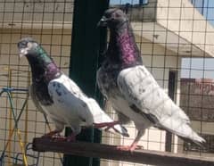 Pigeons Breeder Pairs & Bachay resulted 2 to 3 kali k 0308-5000940
