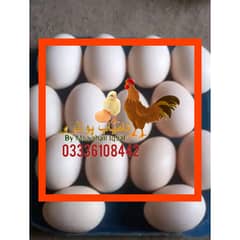Ayam Cemani eggs