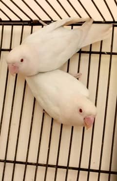 Albino red eyes breeder pair 0