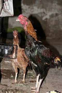 aseel hen with 5 chicks around 2  months, 10 fertile eggs