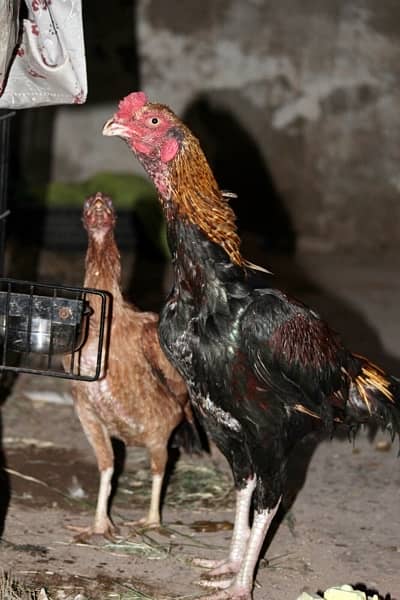 aseel hen with 5 chicks around 2  months, 10 fertile eggs 0