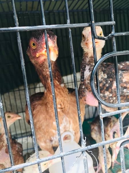 aseel hen with 5 chicks around 2  months, 10 fertile eggs 4