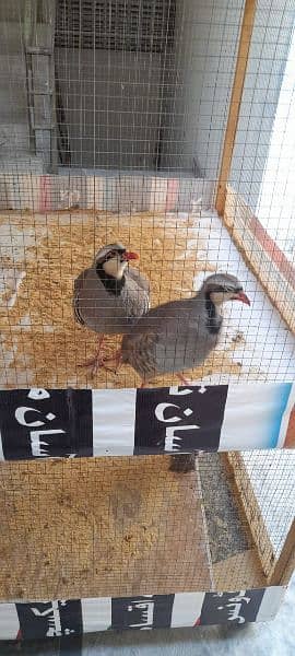 Partridge chakor breeder pair with eggs 1