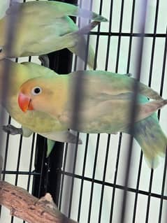 love birds | parblue  pastelino ino | parrot for sale