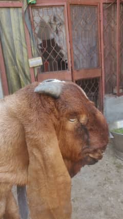 Desi Bakra | Bakra | Goat for sale