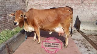 Cow Mat available in All Pakistan
