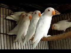 Love bird Albino red/albino black eyes / Cremino / Fishar