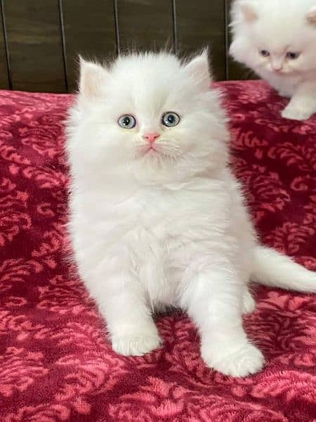 Pure Persian Punch Face Cute And Healthy KITTENS for sale 4