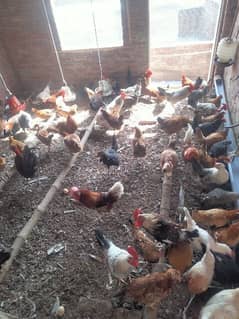Granted eggs starter hens available for sale full healthy and active