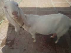 Ranjanpuri pregnant goat