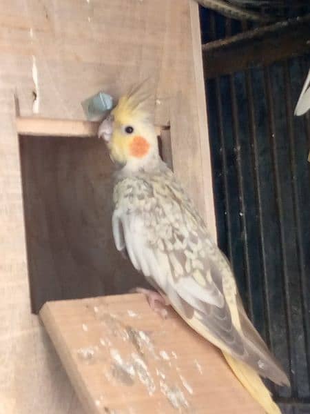 aslamu allikum bhai cockatiel  1male price 2000 hain kum ho jain 8