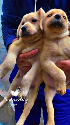 British Labrador puppies available for sale