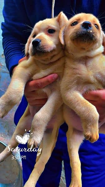 British Labrador puppies available for sale 0