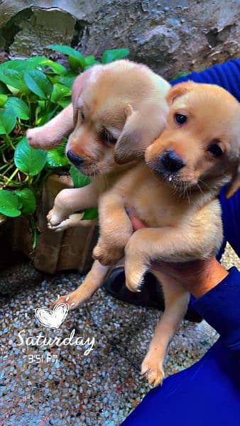 British Labrador puppies available for sale 1