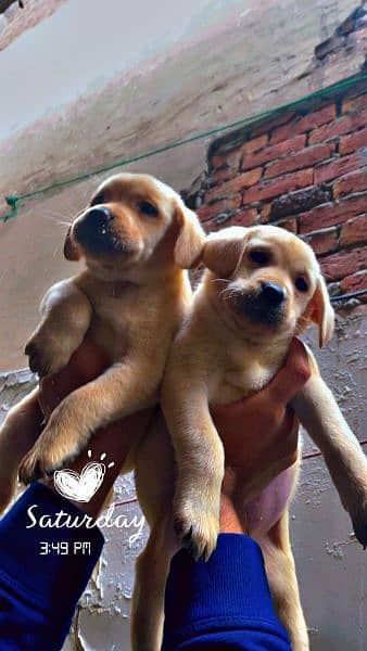 British Labrador puppies available for sale 2
