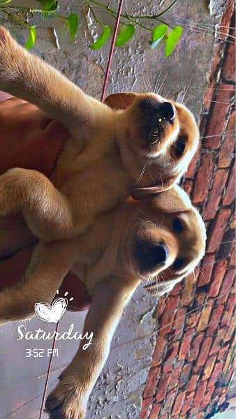 British Labrador puppies available for sale 3