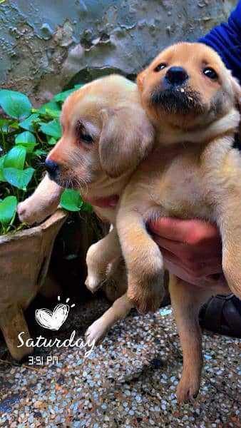British Labrador puppies available for sale 4