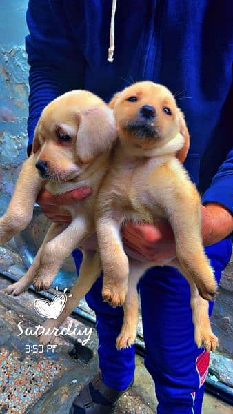 British Labrador puppies available for sale 5