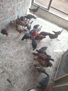 pure desi chicks available for sale | fully healthy and active