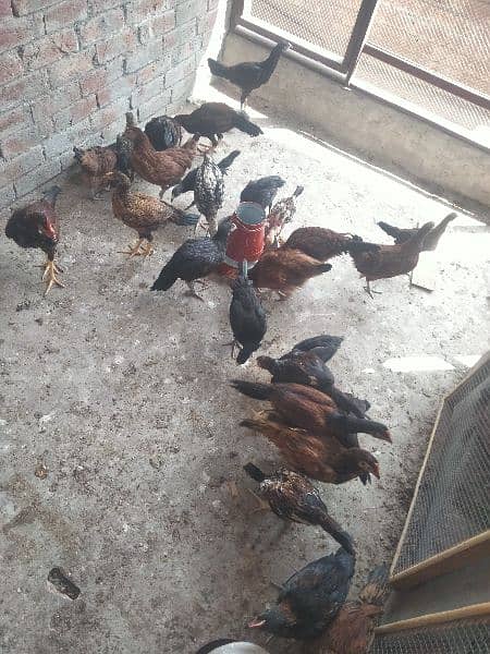 pure desi chicks available for sale | fully healthy and active 0