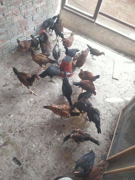 pure desi chicks available for sale | fully healthy and active 1