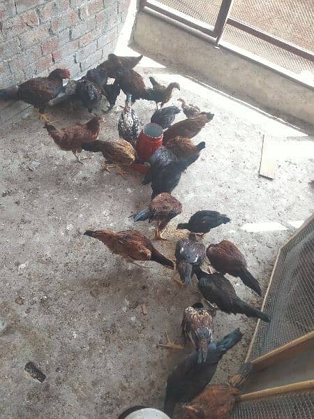 pure desi chicks available for sale | fully healthy and active 2