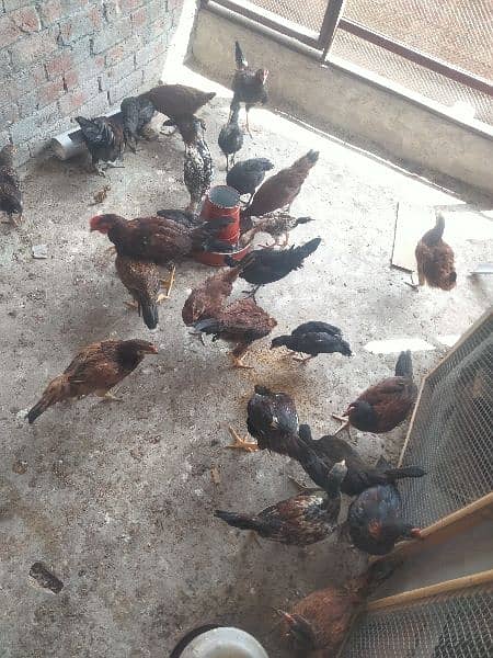 pure desi chicks available for sale | fully healthy and active 3