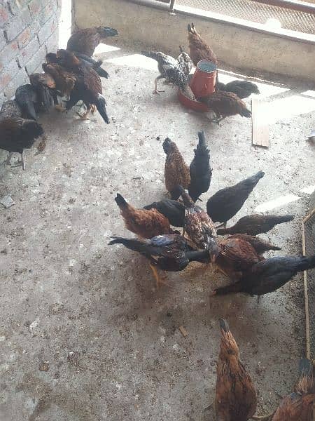 pure desi chicks available for sale | fully healthy and active 4