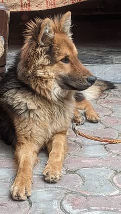 Belgian shepherd 2024 dog olx