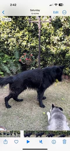 Paedgree Show class Balck GSD for Stud