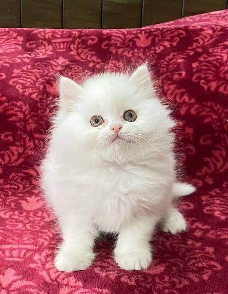 Pure Persian Punch face Cute Cute kittens cat babies for sale 0