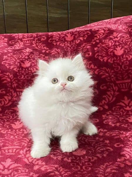 Pure Persian Punch face Cute Cute kittens cat babies for sale 1