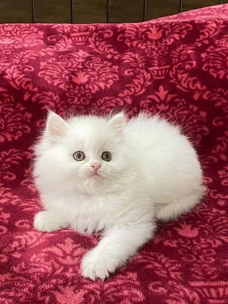 Pure Persian Punch face Cute Cute kittens cat babies for sale 2