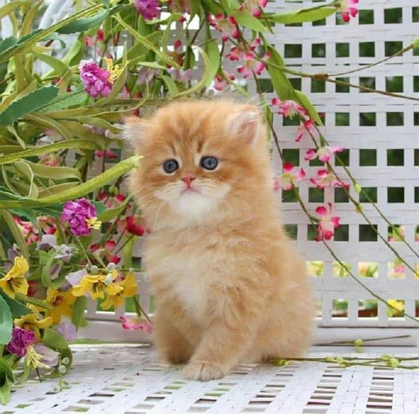 Pure Persian Punch face Cute Cute kittens cat babies for sale 4