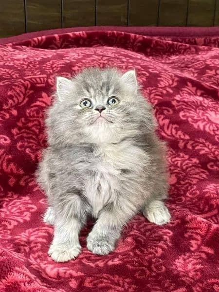 Pure Persian Punch face Cute Cute kittens cat babies for sale 5