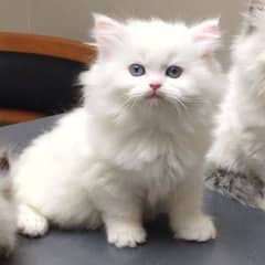 Pure Persian Punch face Kittens For sale