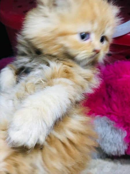Highest Quality kittens cat babies for sale Punch face gift quality 4