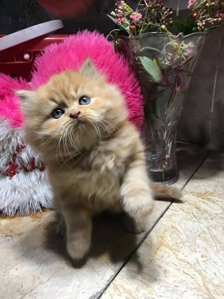 Highest Quality kittens cat babies for sale Punch face gift quality 5