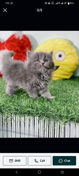 Pure PERSIAN Highest Quality Kittens for sale PunCh face Doll face 0