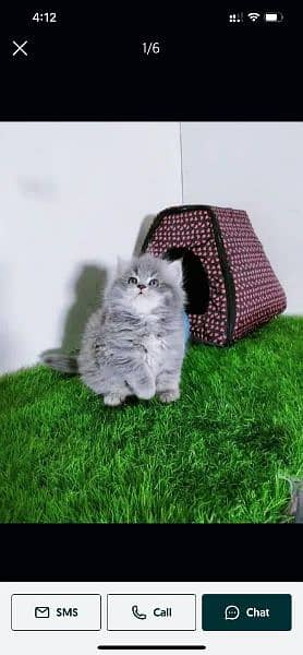Pure PERSIAN Highest Quality Kittens for sale PunCh face Doll face 2