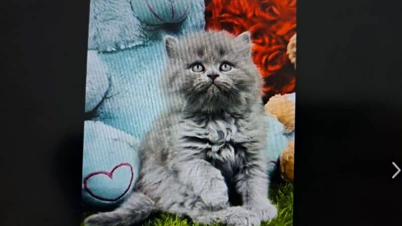 Pure PERSIAN Highest Quality Kittens for sale PunCh face Doll face 4