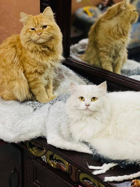 Pure PERSIAN Highest Quality Kittens for sale PunCh face Doll face 6