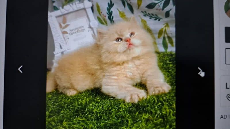 Pure PERSIAN Highest Quality Kittens for sale PunCh face Doll face 7