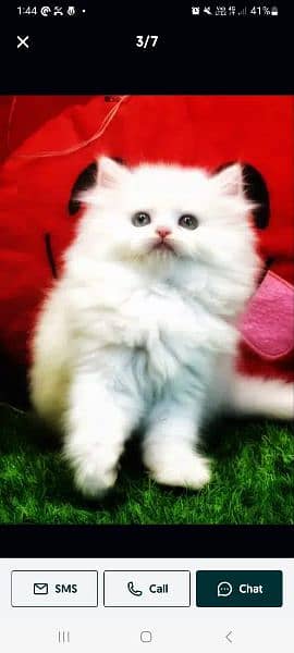 Pure PERSIAN Highest Quality Kittens for sale PunCh face Doll face 8