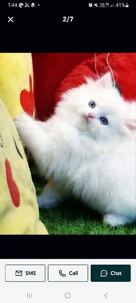 Pure PERSIAN Highest Quality Kittens for sale PunCh face Doll face 9