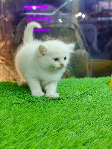 Pure PERSIAN Highest Quality Kittens for sale PunCh face Doll face 10